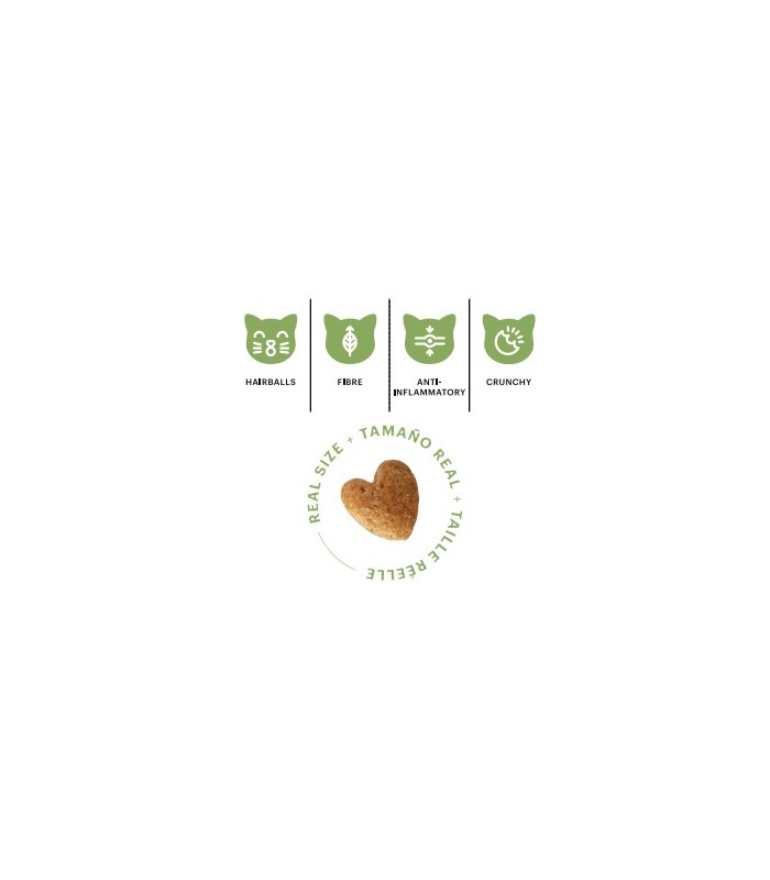DINGONATURA GATO MOMENTS CAT DIGEST
